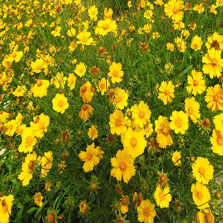 其他园林植物- 金盏菊 花种子 绿化植物 园艺花种