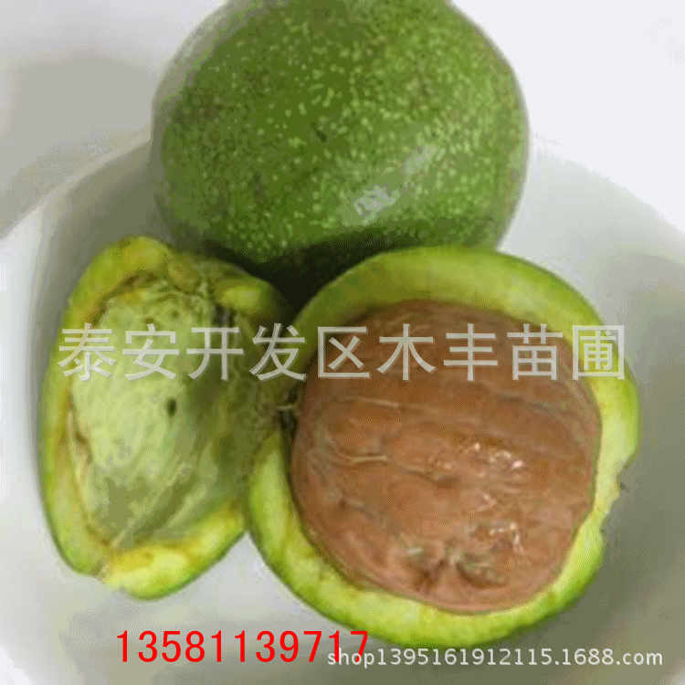 【苹果苗】:红富士,嘎啦,美8,新红星,红将军,长富,烟富366.