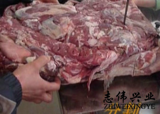 260锯骨机加工过程