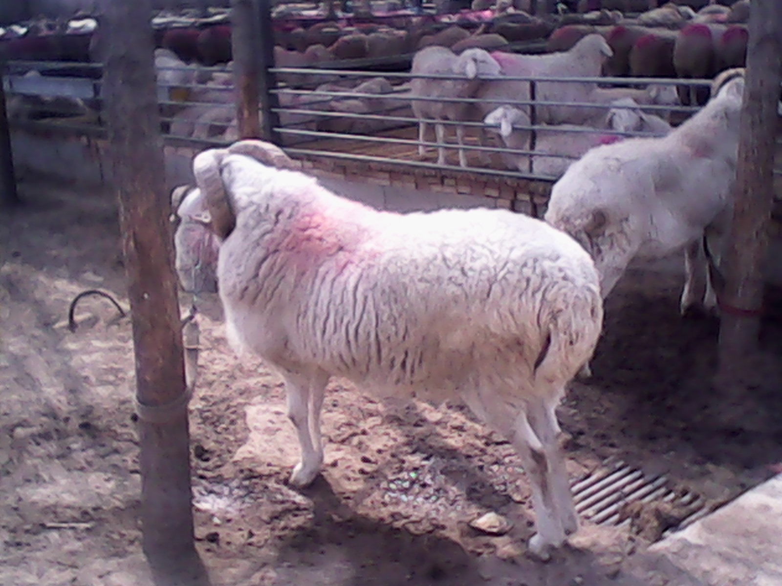大尾羊品种,大型品种羊,大尾羊(第11页)_大山谷图库