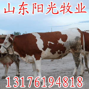 g3_2747558