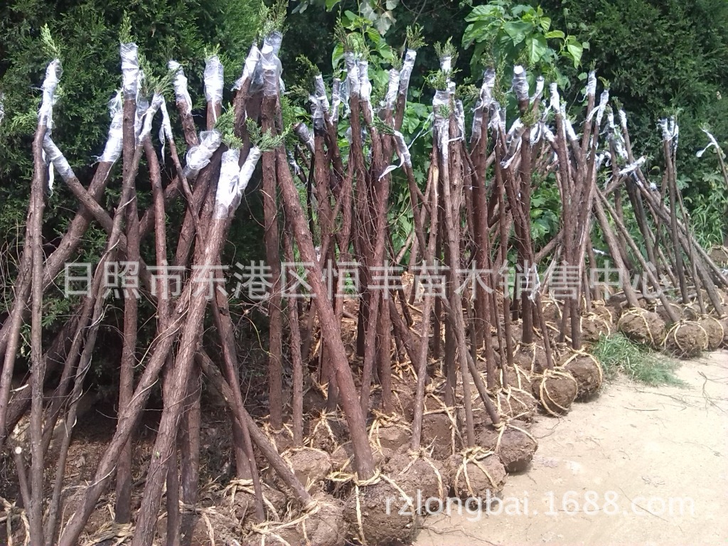 高接地龙 高杆地龙