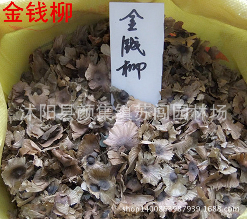 种苗、种子、种球-苏闯园林批发供应 青钱柳种