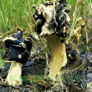 植物原药材-新疆伊犁产野生巴楚菇，又名皱柄羊肚菌，2013年新货，干品-植物原药