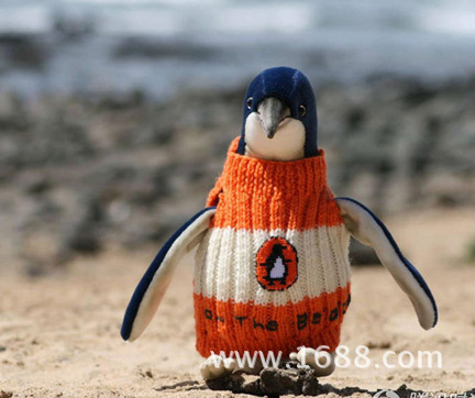 企鹅穿毛衣是为了生存,南通服装设计培训,服装