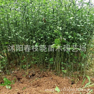 现货 枸橘苗 枳壳苗 刺篱笆树 绿篱苗 防护首选