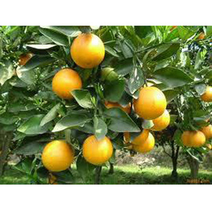 柑桔、橙、柚-广西桂林阳朔.新鲜的血橙是红或