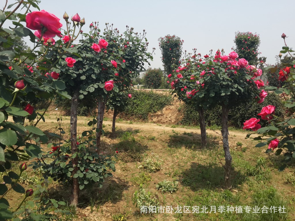 月季花苗 观花盆栽 大花月季 月季树苗当年开花 包成活