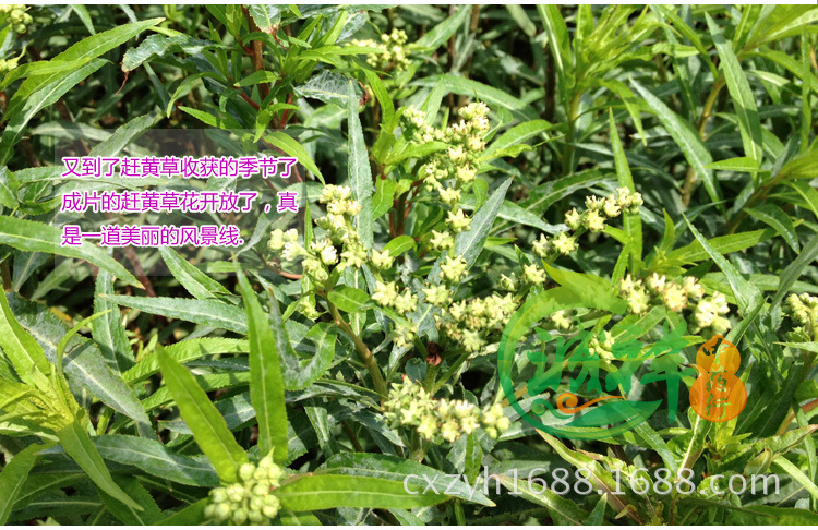 供应信息 植物原药材 包邮2014新货上架 四川古蔺特产 赶黄草花 清热