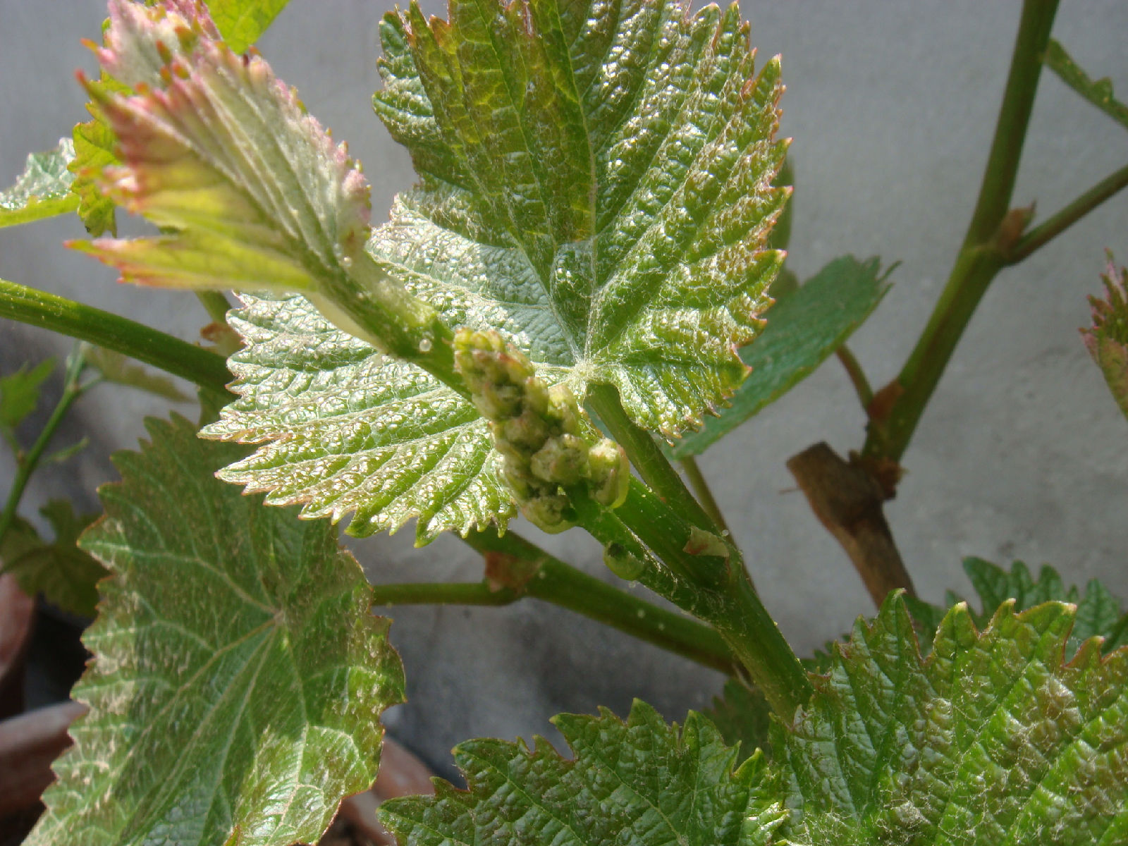 【【吉果】 黑提 元谋黑提 无籽黑提 黑提葡萄】