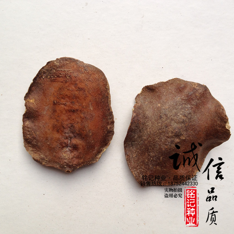 供应蓝花楹种子 纯正蓝花楹 蓝雾树种子 优质实