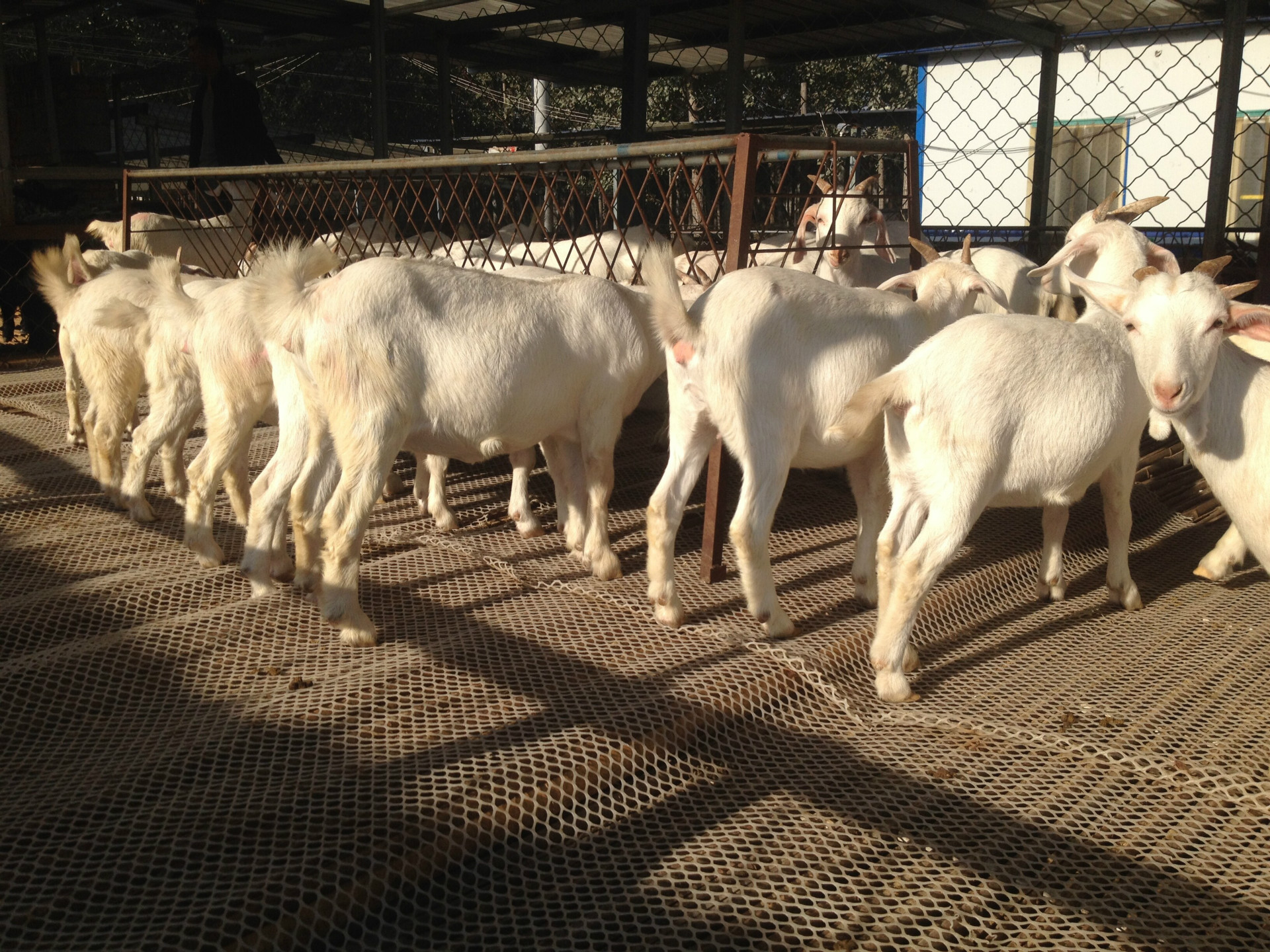 波尔山羊400斤公羊图片2个月大波尔山羊图片养殖场直供_羊羔价格_嘉祥县思源肉牛养殖场