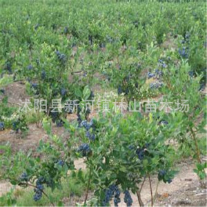【蓝莓树种植】蓝莓树种植价格\/图片_蓝莓树种