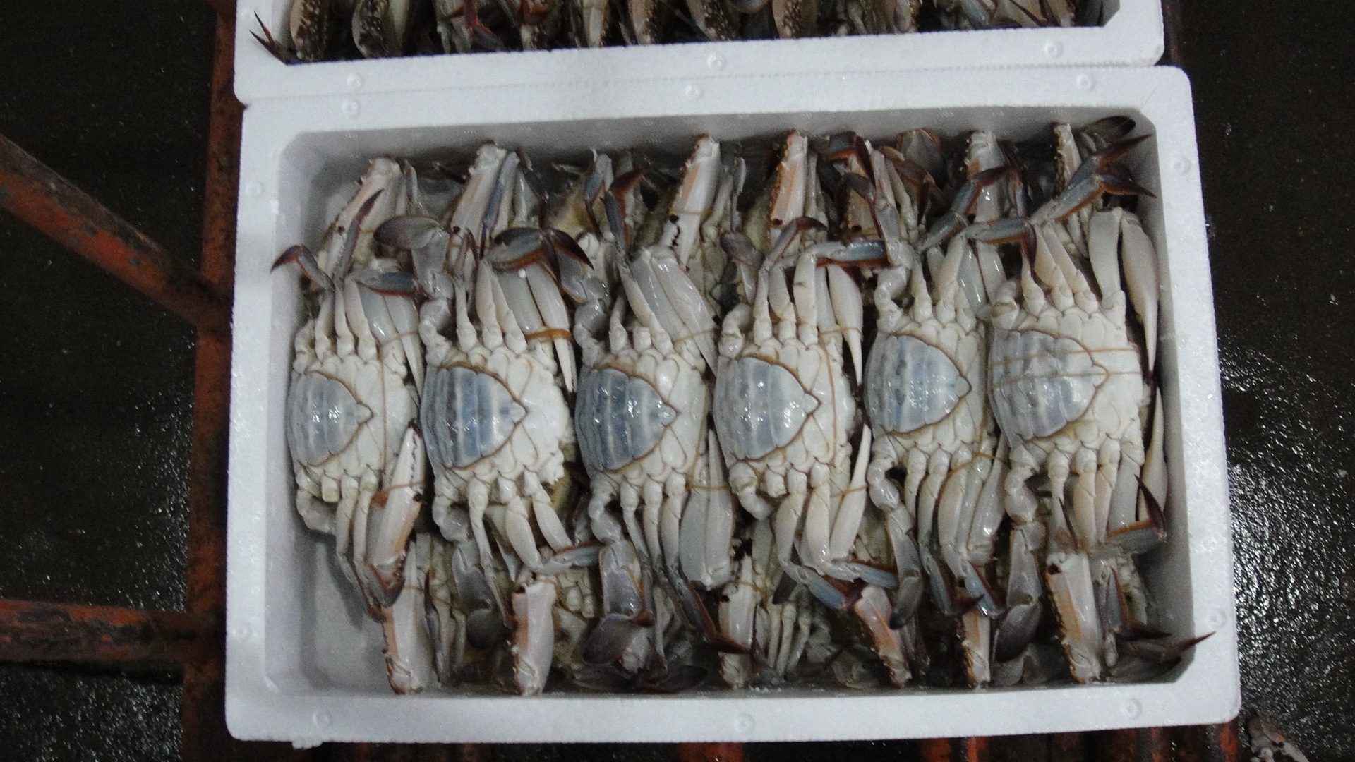 舟山海鲜 活冻梭子蟹 水产品批发 排列冰冻 冷冻红膏母蟹