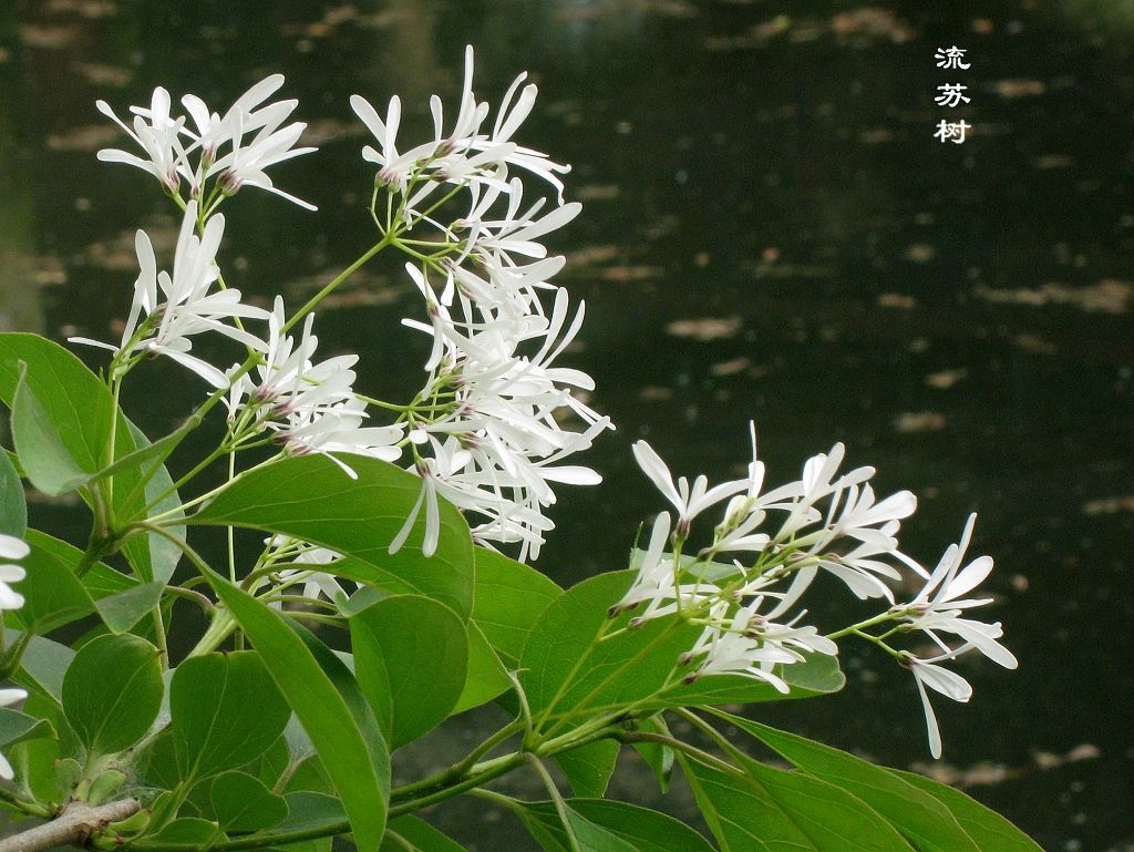批发嫁接桂花的流苏种子 油根子种子 流苏树种子 油根种子一斤