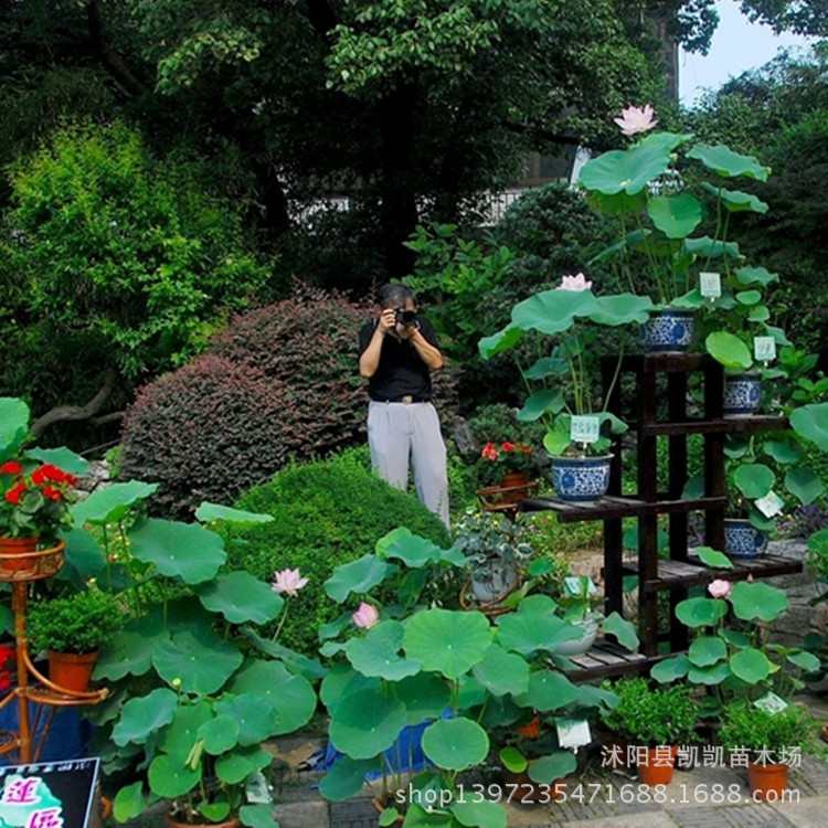 水生植物-直销碗莲种苗 观赏花卉 水生植物 碗