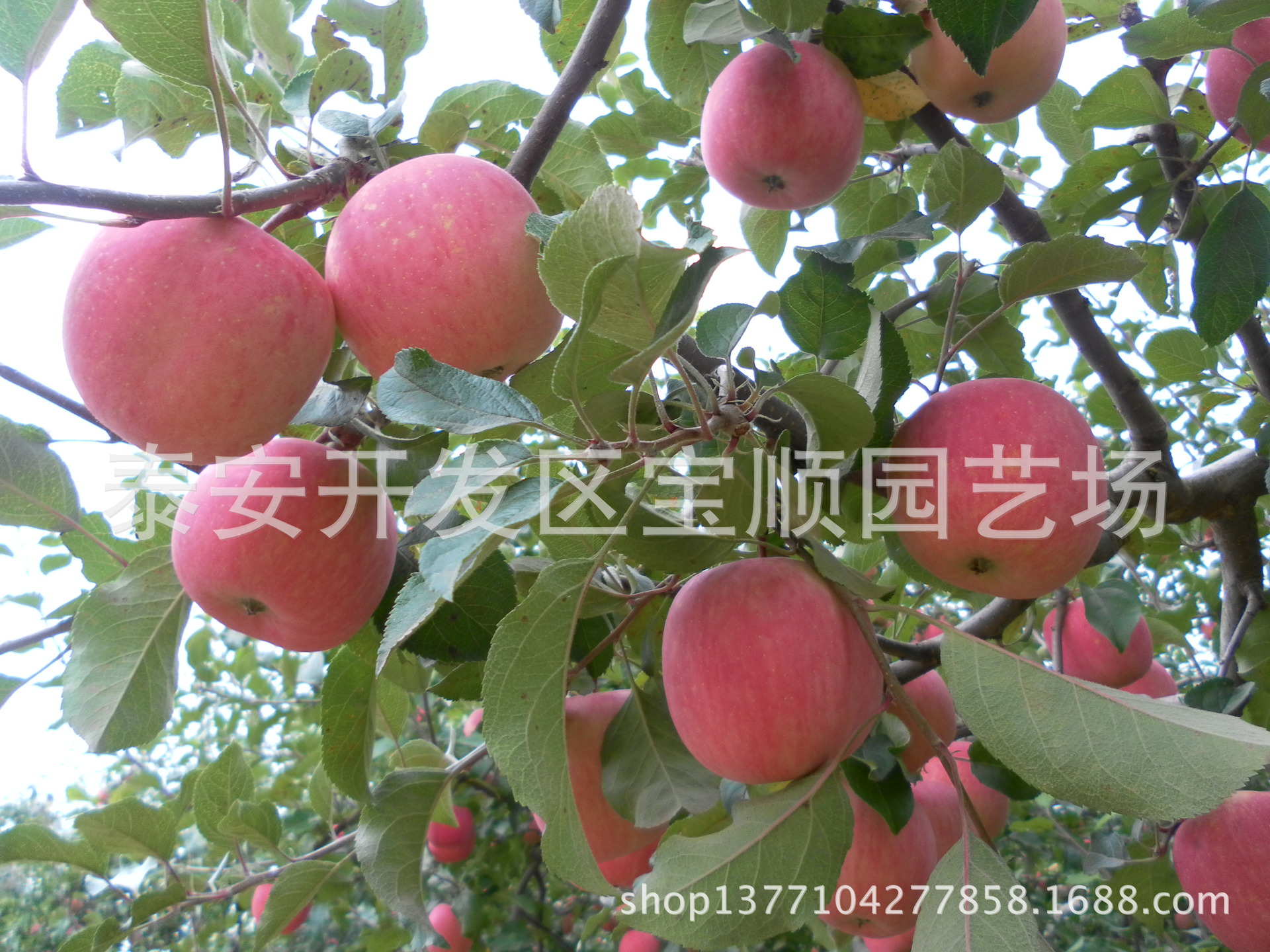 b2b_20120927045034475467