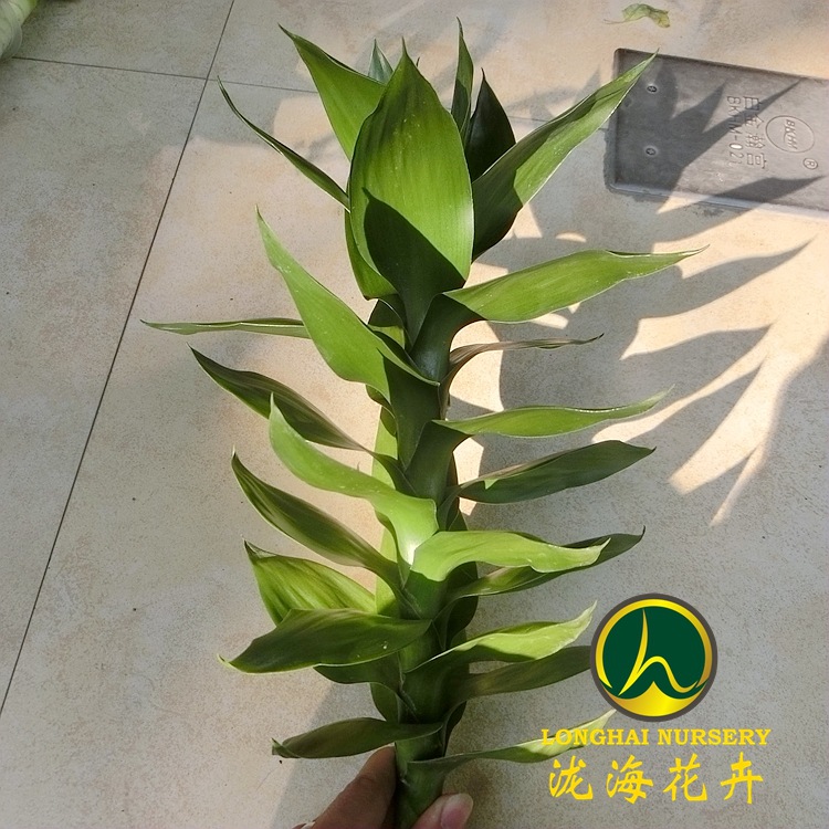 CIMG4045_副本_副本