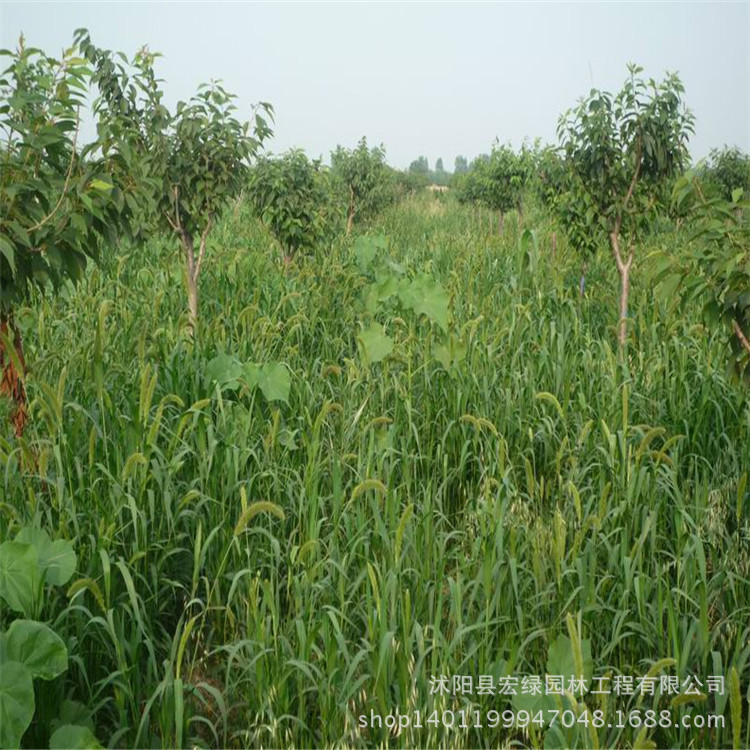 批发供应牧草种子 苏丹草种子 牲口养殖饲草首选 优质高产