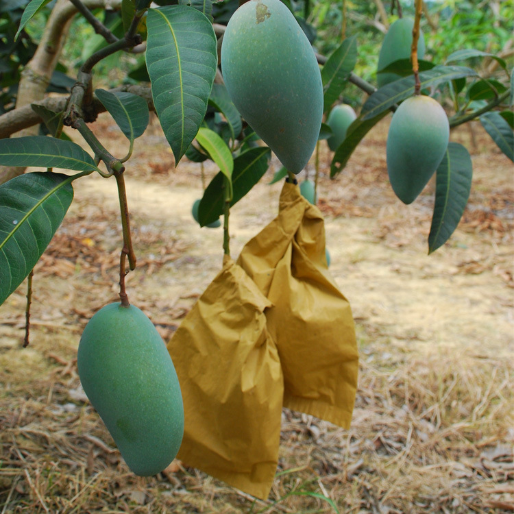 芒果-百色田东芒果 新鲜水果 桂七芒 大青芒 芒