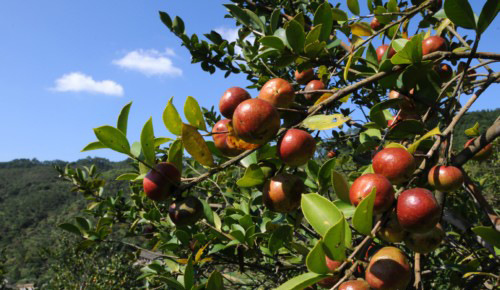 精选野生山茶油 纯天然有机茶籽油 压榨1级礼盒装4斤年货送礼