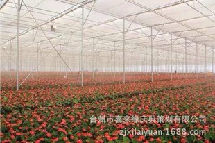 鲜花切花花卉玫瑰花 云南鲜切花种植基地昆明玫瑰花批发