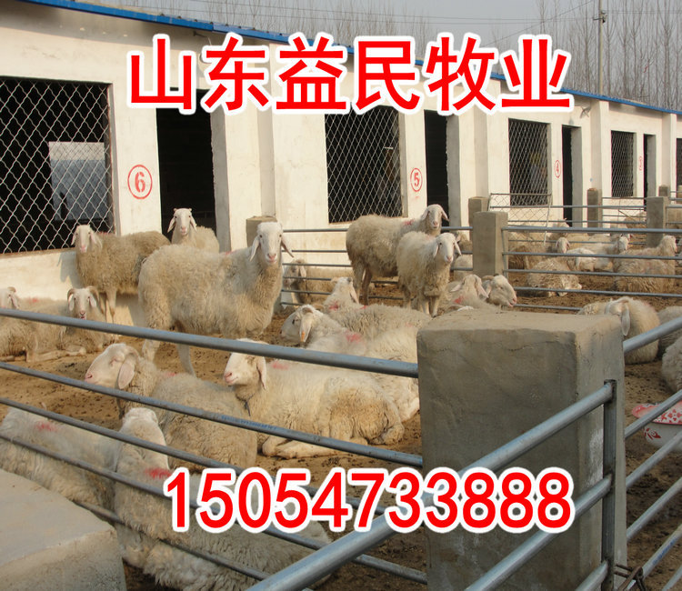 小尾寒羊养殖区