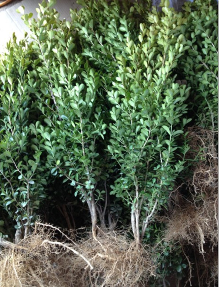 首页 宠物及园艺 园林植物 灌木 黄杨造型盆景 瓜子黄杨苗 小叶黄杨