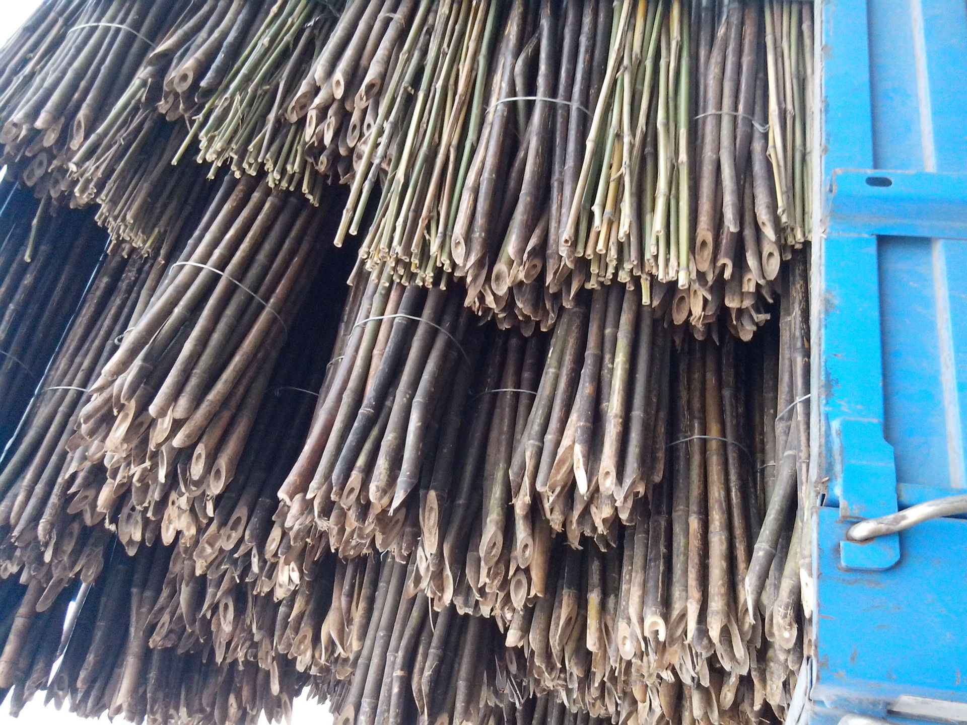 竹子-l龙血金丝竹 厚壁竹子--阿里巴巴采购平台