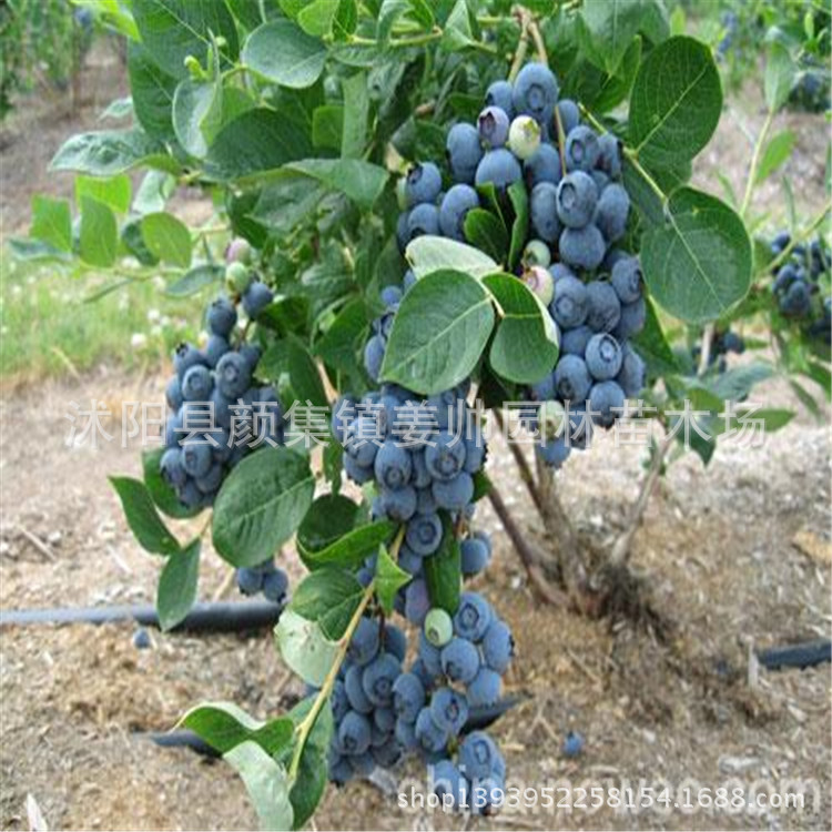 蓝莓树苗 优质蓝莓苗 南方果树苗 兔眼蓝莓带营