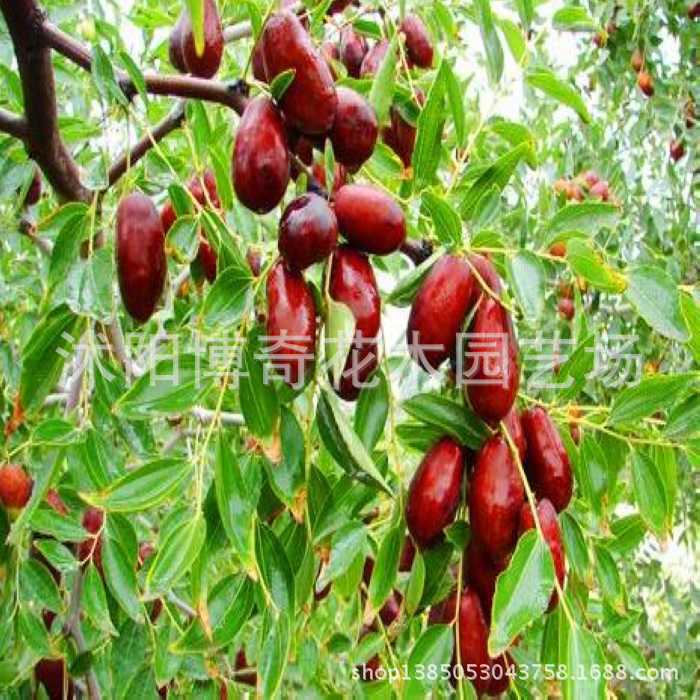 果树-供应盆栽果树苗木 猕猴桃苗 猴桃树苗嫁接