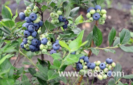 伊春中国蓝莓之乡