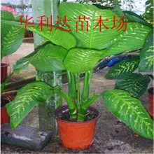 万年青花_万年青花批发_万年青花供应