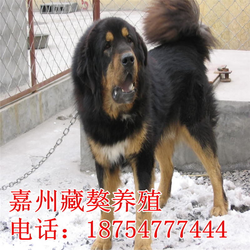 血统藏獒 藏獒犬 长毛大狮头藏獒 藏獒幼犬价格