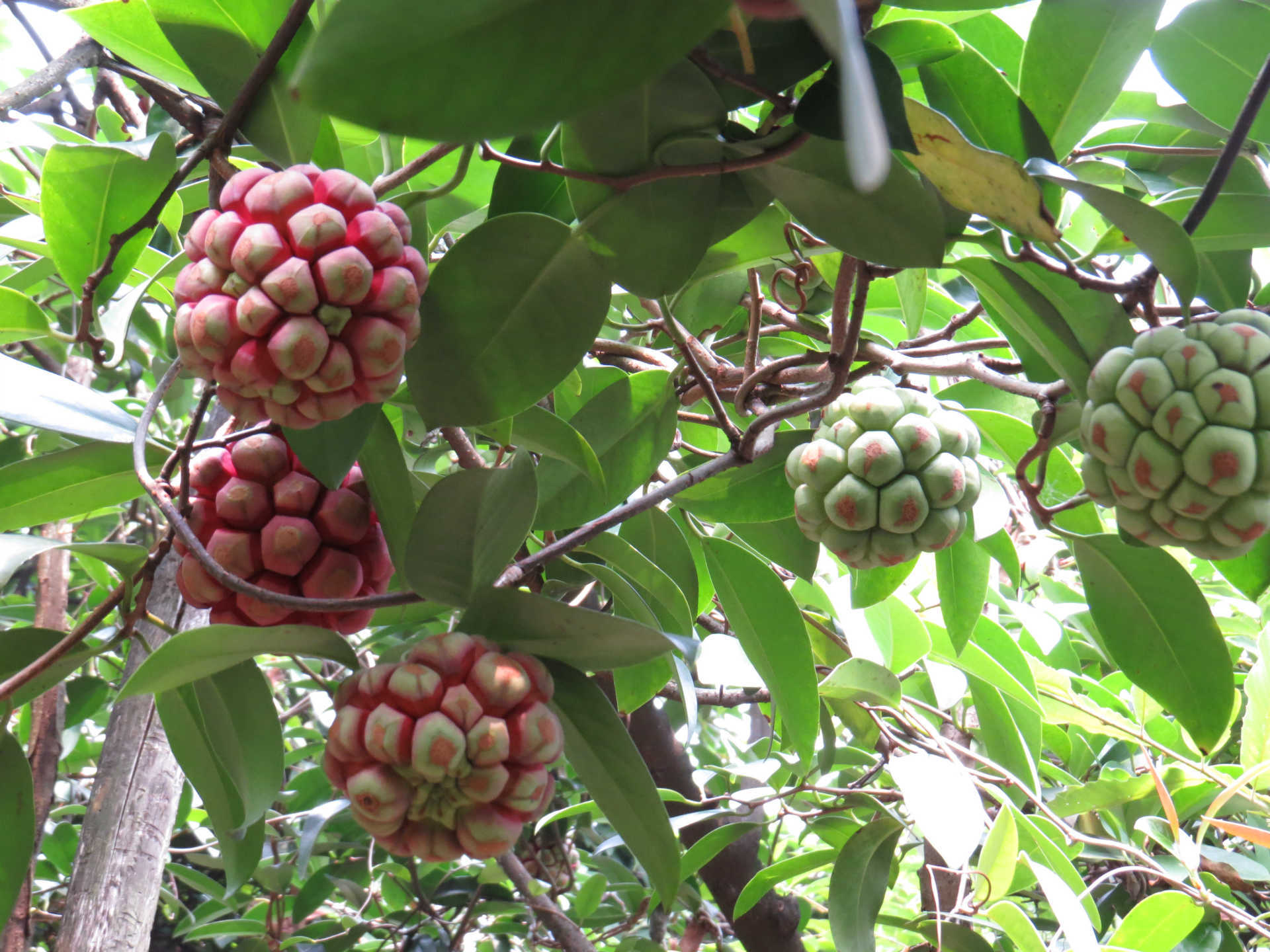 果树-益寿致富水果-布福娜-果树尽在阿里巴巴-