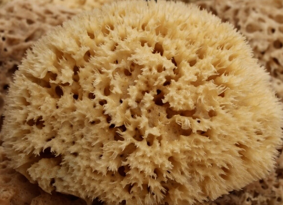 天然海藻棉艺术涂料海藻棉大孔特殊艺术效果专用涂料工具海藻棉