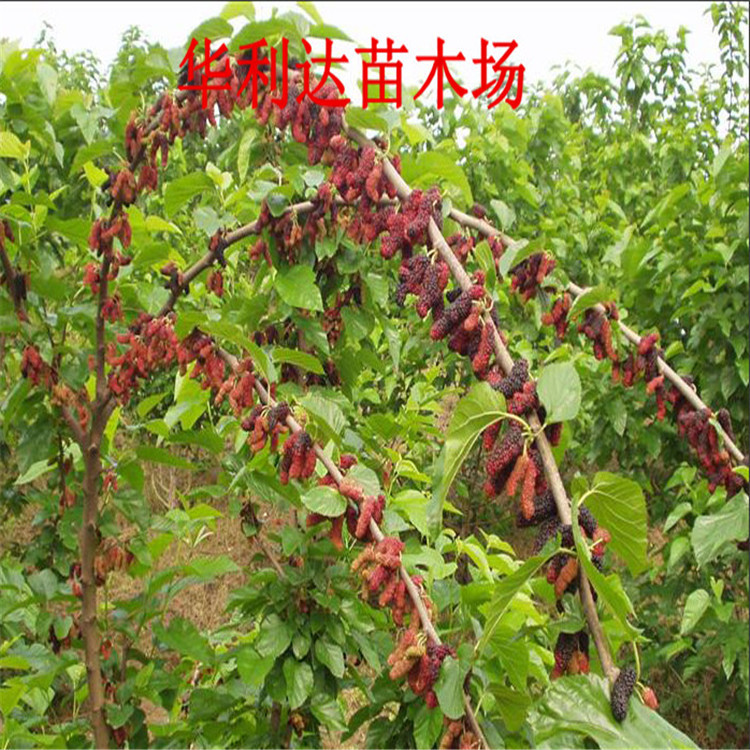 果树-正宗台湾长果桑葚苗果桑苗-普通品种10倍