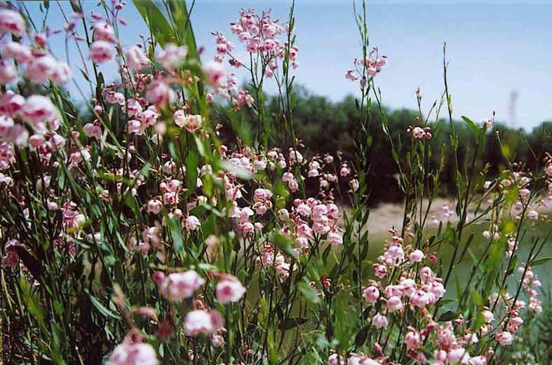 药用保健茶-新疆特产 野生罗布麻茶 特级红麻珠茶 梨源弘罗布麻 产地批发包邮-药