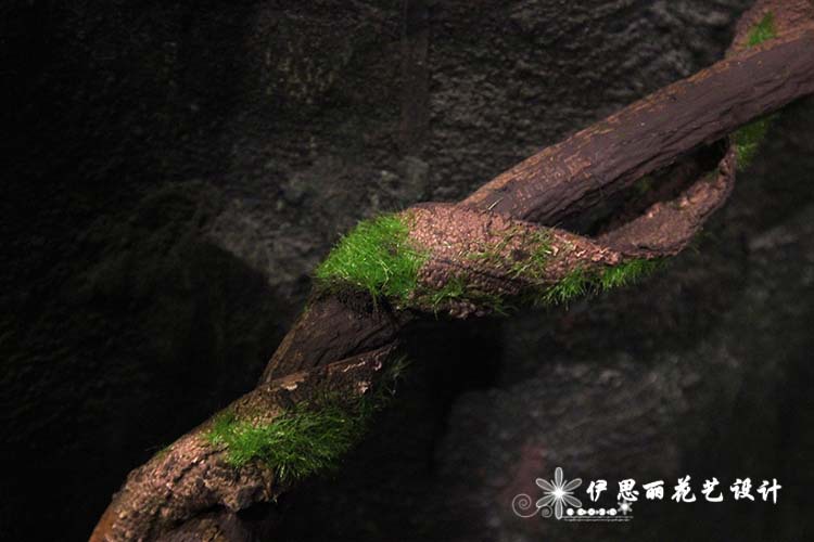 批发枯藤树藤干藤实物造型造景藤条 商场仿真植物墙装饰 一件起批