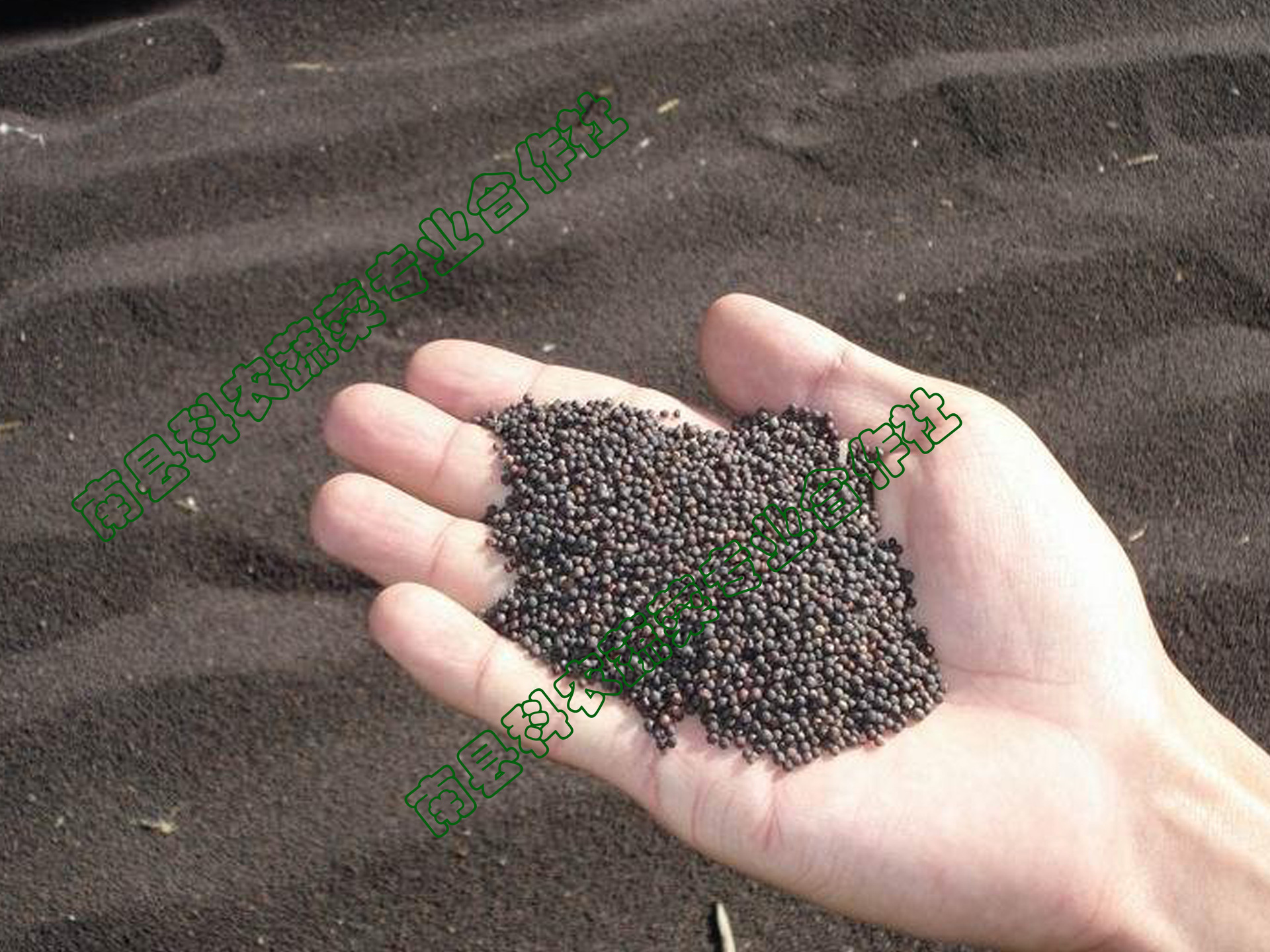 油菜籽-油菜籽枯--阿里巴巴采购平台求购产品详