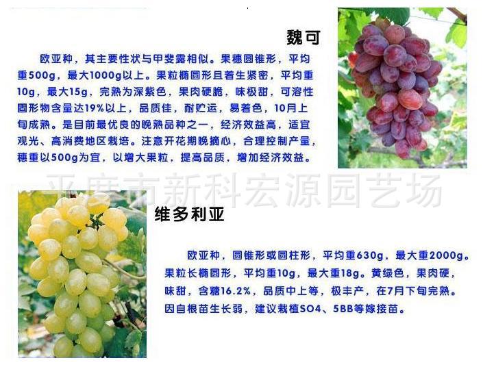 葡萄品种简介