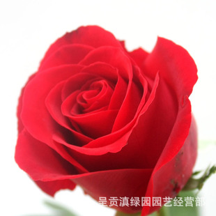 【滇绿园】昆明a级红玫瑰花100支起批--红玫瑰卡罗拉情人节热销