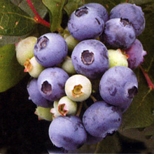 求购蓝莓种苗_求购蓝莓种苗批发_求购蓝莓种