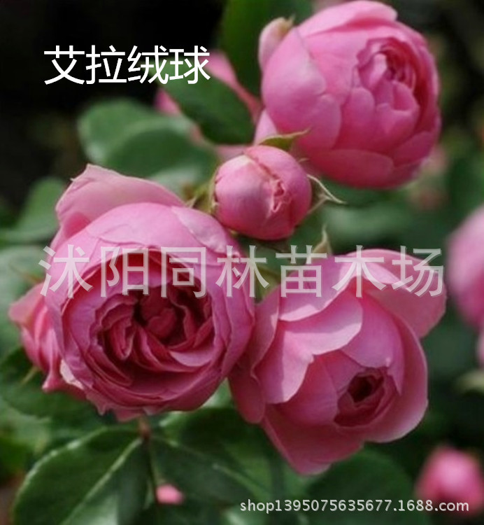 灌木-欧洲<em>月季</em>苗 灌木<em>月季 茶花女</em> 欧月苗 月季
