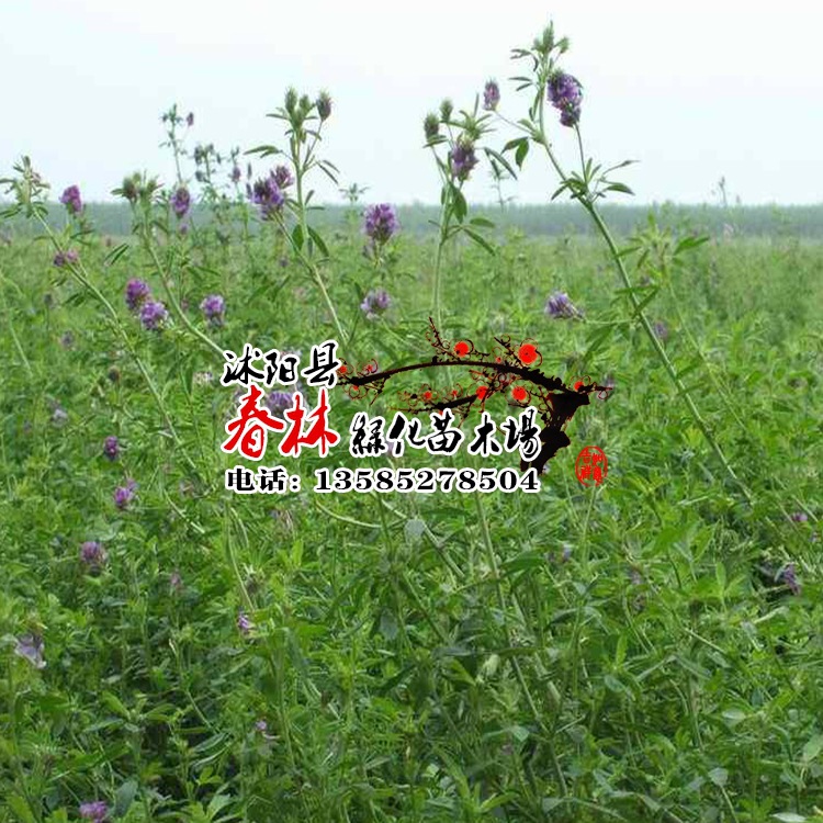 供应进口牧草紫花苜蓿种子 wl363hq 优质耐寒 高产 抗病 高蛋白质