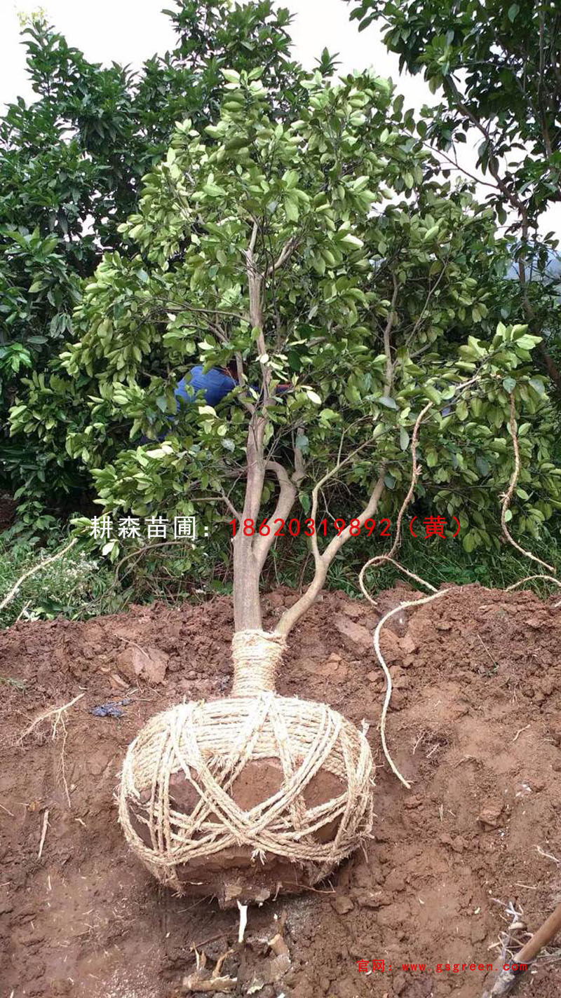 广东深圳低分枝香泡 香橼湖南苗圃基地直供 成活率高 欢迎来苗圃选苗