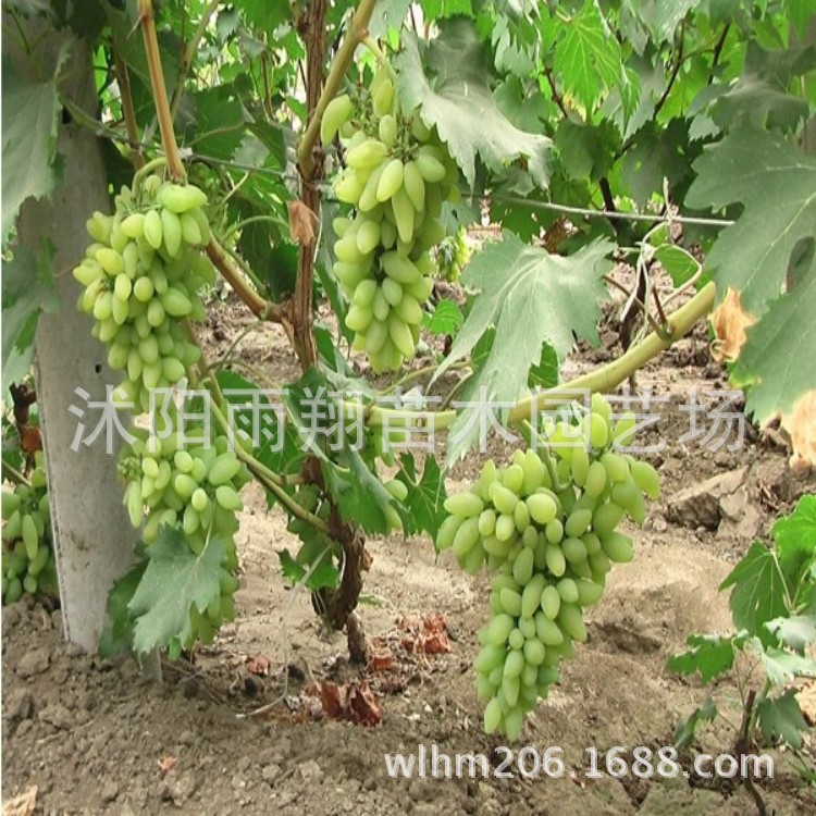 葡萄树苗盆栽\/金手指葡萄苗\/当年结果\/南方北方
