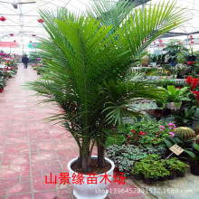 室内四季常绿植物_室内四季常绿植物价格_室