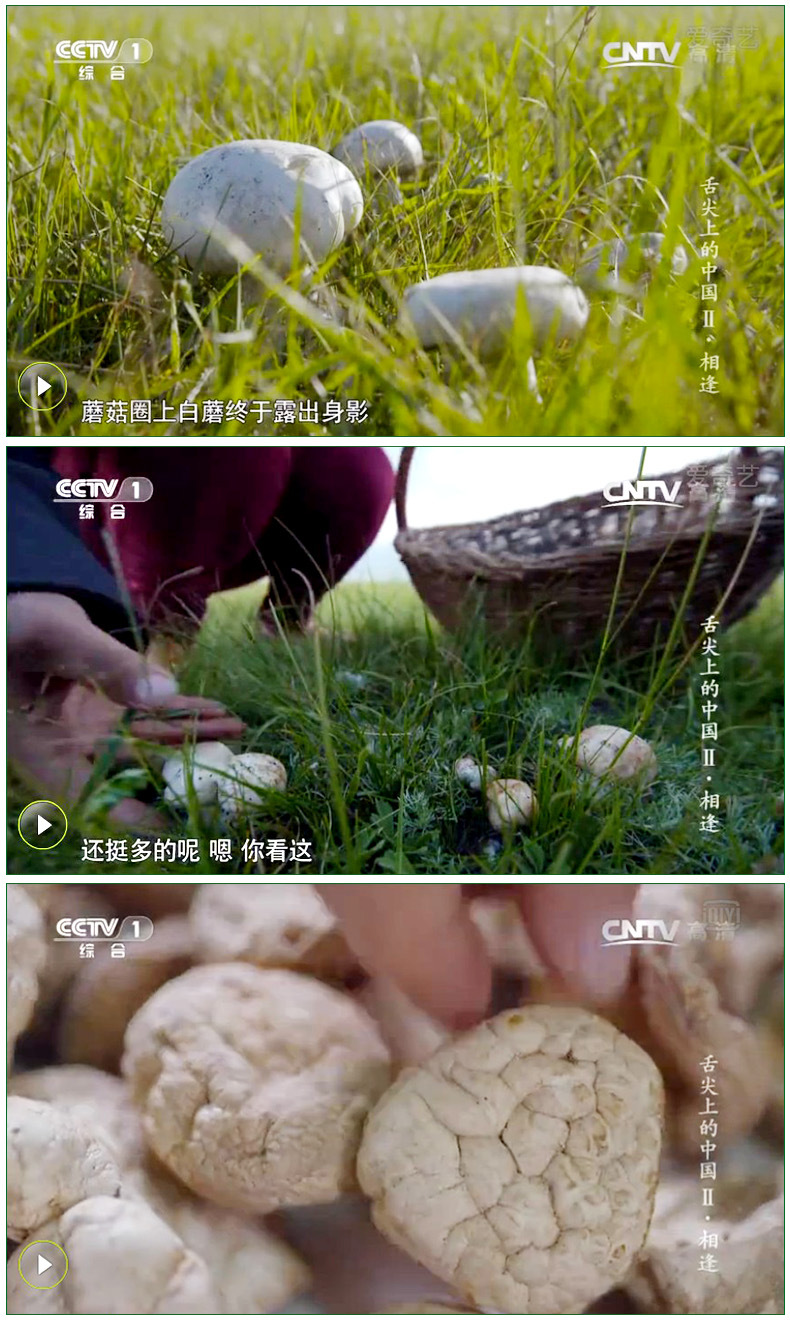 舌尖2 口蘑张家口特产 小白蘑菇无根野生草原白蘑菇