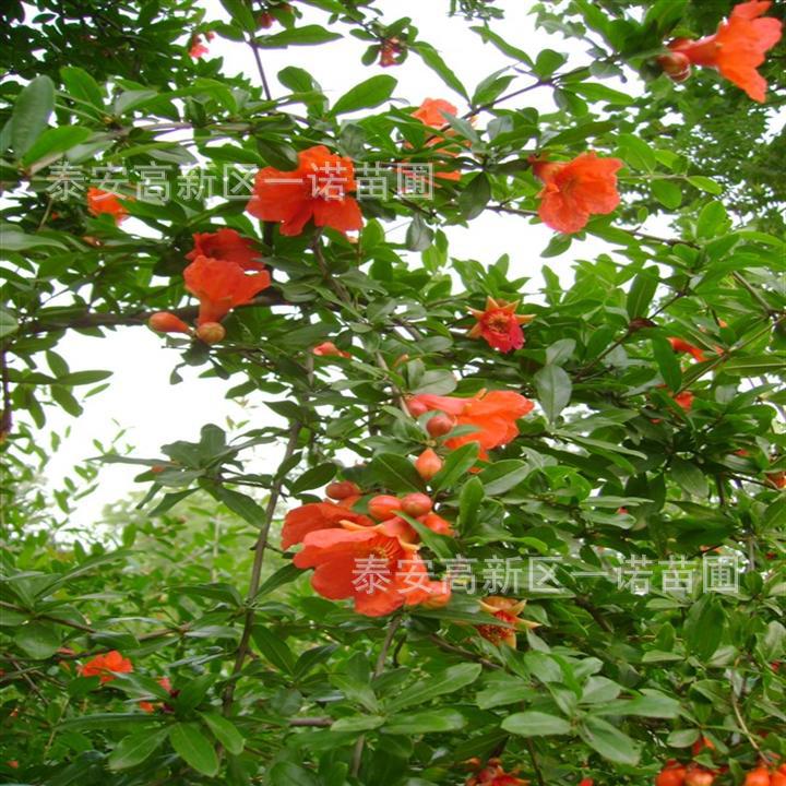 保湿邮寄大红袍石榴扦插苗 当年泰山红石榴扦